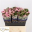product/img.floraplaza.nl/127999-60-LIVE_fotos-0xB6B79E0E988A2AF3EDCCB41B6287E4CA05252579.jpg