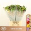 product/img.floraplaza.nl/128-50-LIVE_fotos-0xE947A3C8B7B58FE3B7C80E433E8CDD45B3554373.jpg