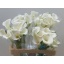 product/img.floraplaza.nl/128005-55-LIVE_fotos-0xBE7532E1E48764155E37DCA18B1EE542877C38C1.jpg