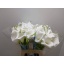 product/img.floraplaza.nl/128005-60-LIVE_fotos-0xB21353619C8BFD19DD6CCEA97859244643FA75A3.jpg