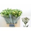 product/img.floraplaza.nl/128008-75-LIVE_fotos-0x0EDAFF94ADD87053A51658C933898A8B8B437BC0.jpg