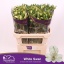 product/img.floraplaza.nl/128008-75-LIVE_fotos-0xF251845ECEC00076B2BE2E0BA6179616FA696838.jpg