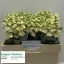 product/img.floraplaza.nl/128022-LIVE_fotos-0x0FCCF098AA31D718CC4F02CE83A3EC60660FD8E2.jpg