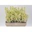 product/img.floraplaza.nl/128022-LIVE_fotos-0xAF4FF42577800589E15FB0B84179D1992DF87E00.jpg