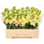 product/img.floraplaza.nl/128022-LIVE_fotos-0xDFEF2996A360EB6D91ED9612546BA0A9B7F883CD.jpg