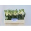 product/img.floraplaza.nl/128022-LIVE_fotos-0xE880E485AE9DD9D33F8726E852C39C7B0C875468.jpg