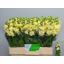 product/img.floraplaza.nl/128022-LIVE_fotos-0xECF5B3192D7CE87BEEAF54CC6180F3B81E968DAA.jpg