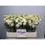 product/img.floraplaza.nl/128022-LIVE_fotos-0xFBDA42804CB371927B56E986B71807416F3E2888.jpg