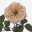 product/img.floraplaza.nl/128023-40-ART_fotos-VBN-vbn128023.jpg