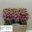 product/img.floraplaza.nl/128040-58-LIVE_fotos-0x43824008C29440ACAAFD378D6D1A503085AD7BD5.jpg
