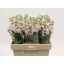 product/img.floraplaza.nl/128041-50-LIVE_fotos-0x16B3780E02A70CA896BDA6FB609250FDE0C9D76B.jpg