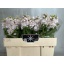 product/img.floraplaza.nl/128041-50-LIVE_fotos-0x2EA7DF6D8E92A7C69B7E89DD2BF0FD3DC96C4AD5.jpg
