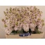 product/img.floraplaza.nl/128041-50-LIVE_fotos-0x3D47C0ACFFFBDC145F75FE51E92491221F37DBA6.jpg
