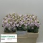 product/img.floraplaza.nl/128041-50-LIVE_fotos-0x4F6B92944F3A71E3E02B7AB340B5A0A11DBE7D43.jpg