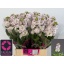 product/img.floraplaza.nl/128041-50-LIVE_fotos-0xE35F63C013C3A48D0C66A286CFF3C55065672F11.jpg