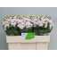 product/img.floraplaza.nl/128041-50-LIVE_fotos-0xF9539386343168A8A47D8A7A4AC395497961827B.jpg