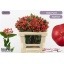 product/img.floraplaza.nl/128060-50-LIVE_fotos-0x97F4BC82A8F5247ADD47BDC8E7C96AD9A7A7A5B3.jpg