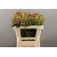 product/img.floraplaza.nl/128062-50-LIVE_fotos-0xB15748E5A7E2E1D3DDA1774CFC07D7927506B02C.jpg