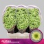 product/img.floraplaza.nl/128064-55-LIVE_fotos-0xEA526AAA11ADEB15D72EAB72DDDCDE757FB92A06.jpg