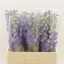 product/img.floraplaza.nl/128083-60-LIVE_fotos-0x2076902D0BBBED957FDE3C732A28C46253200A97.jpg