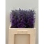 product/img.floraplaza.nl/128083-60-LIVE_fotos-0xAE7D7AD9732C5CF62DB074BA10F7239DDF207962.jpg
