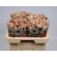 product/img.floraplaza.nl/128093-60-LIVE_fotos-0x5F9A6C6D7C61DD3DD817CC9C3DBB39709D9D551B.jpg