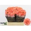 product/img.floraplaza.nl/128099-40-LIVE_fotos-0xFEA1C727D5E0658D74B4B6FEC2B9C6D4DB4539EF.jpg