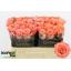 product/img.floraplaza.nl/128099-50-LIVE_fotos-0xDC102F2C0789D9F13447EEA4794003B53DEE214C.jpg