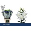 product/img.floraplaza.nl/128142-95-LIVE_fotos-0x13E9F37C2A909E5F2A98566E44B263FB0AD01C18.jpg