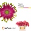 product/img.floraplaza.nl/128156-50-LIVE_fotos-0x918DFF28CAE421A894A590F0D1CEB688B94898E3.jpg