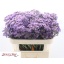 product/img.floraplaza.nl/128187-70-LIVE_fotos-0x6D7CB1974CEB6BB4CDF7CAAA62086BBA44786607.jpg