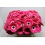 product/img.floraplaza.nl/128190-50-LIVE_fotos-0x778EDC9EE5FE44B76389C7BC0768096D4376151C.jpg