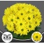 product/img.floraplaza.nl/128197-70-LIVE_fotos-0xFE61A1DA6B950065F2843D10875824C91D42DE03.jpg