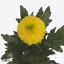 product/img.floraplaza.nl/128230-70-ART_fotos-VBN-vbn128230.jpg