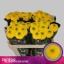 product/img.floraplaza.nl/128230-70-ASSORTI_fotos-MVA-Zentoo - Brasiliana.jpg