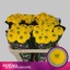 product/img.floraplaza.nl/128230-70-LIVE_fotos-0x418A5C5BD9FC921122FC3A9E55F59D28F2F1A32B.jpg