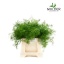 product/img.floraplaza.nl/1283-40-LIVE_fotos-0x35B3D1CC559F3ABD60A6A64C1472F7C0D44495F0.jpg