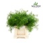 product/img.floraplaza.nl/1283-50-LIVE_fotos-0xF9B7AA24DFC681CC47DD5F7DD6E078CA56A613FA.jpg