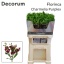product/img.floraplaza.nl/128303-75-LIVE_fotos-0xF92B80C801A76599545B8EF047116F2821B83F04.jpg