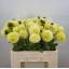product/img.floraplaza.nl/128334-55-LIVE_fotos-0x67C8F24961A94F3EBAC9163C2A4890D6ADA92EB0.jpg
