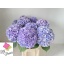 product/img.floraplaza.nl/128350-60-LIVE_fotos-0xDBF58E6D922DF845CC0D38914FD7B831E63D779A.jpg