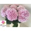 product/img.floraplaza.nl/128350-60-LIVE_fotos-0xFA7F57E40DFD431FB38FAF47BEC36F1BC215E99C.jpg
