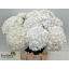 product/img.floraplaza.nl/128351-80-LIVE_fotos-0x7B9AC6F60A91F3F24F28712294D40619036F7EEC.jpg