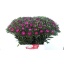 product/img.floraplaza.nl/1284-45-LIVE_fotos-0xFEAD6C706BEDD2D221A15F79516DF7AE356C054D.jpg
