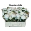 product/img.floraplaza.nl/1284-50-LIVE_fotos-0x3BC3018B9182F4801200E0512672D28969D59ADC.jpg