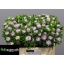 product/img.floraplaza.nl/1284-50-LIVE_fotos-0xADFF6DE55D940C502924FE0B36C2F432AD12D516.jpg