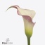 product/img.floraplaza.nl/128413-70-ART_fotos-VBN-vbn128413.jpg