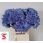 product/img.floraplaza.nl/128454-60-LIVE_fotos-0x6C41D087C6B199437211290AEE204EB3B4C9B7EB.jpg