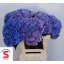 product/img.floraplaza.nl/128454-60-LIVE_fotos-0xD25A893D9C1FD7159C5B525639E52842D170426C.jpg