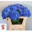 product/img.floraplaza.nl/128454-70-LIVE_fotos-0xB1B143898A8279982377841E8E99FCD8D7B502B8.jpg
